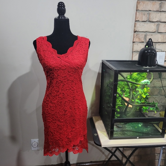 NWOT Lace overlay scalloped hem stretch dress - Picture 3 of 8